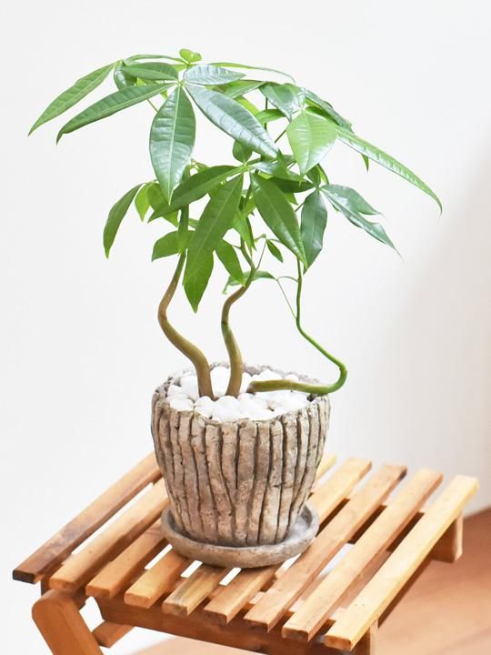 パキラ 062 販売 通販 詳細ページ Tree Tree パキラ 062 販売 通販 詳細ページ Tree Tree