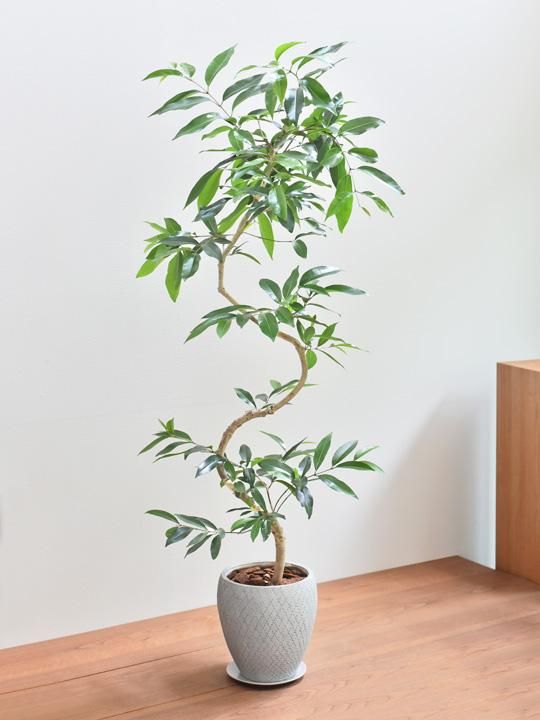 アマゾンオリーブ 064 販売 通販 Tree Tree