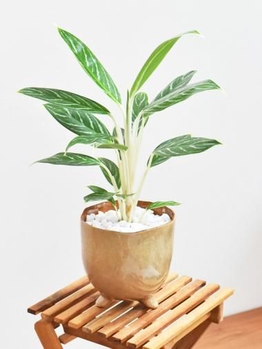アグラオネマ - tree tree ~おしゃれな観葉植物 通販/interior アグラオネマ - tree tree ~おしゃれな観葉植物 通販/interior