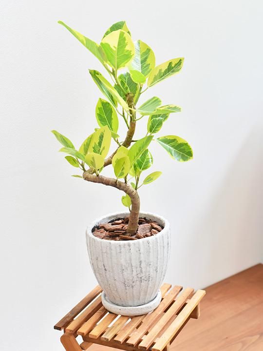 フィカス アルテシーマ 068 販売 通販 詳細ページ Tree Tree フィカス アルテシーマ 068 販売 通販 詳細ページ Tree Tree