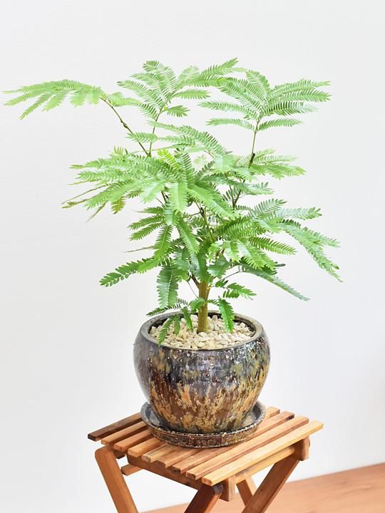 エバーフレッシュ 066 販売 通販 詳細ページ Tree Tree エバーフレッシュ 066 販売 通販 詳細ページ Tree Tree