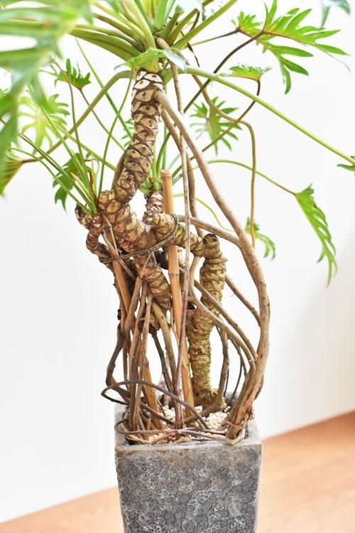 クッカバラ 07201 販売・通販 ［詳細ページ］ *tree tree*