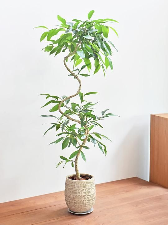 アマゾンオリーブ 071 販売 通販 Tree Tree