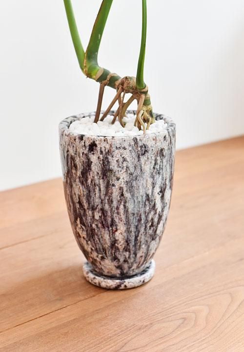 モンステラ 071 販売 通販 詳細ページ Tree Tree モンステラ 071 販売 通販 詳細ページ Tree Tree