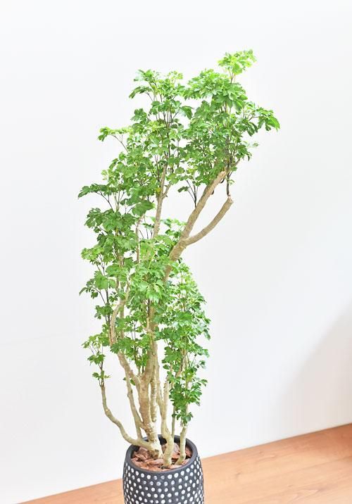 ポリシャス バタフライ 071 販売 通販 詳細ページ Tree Tree ポリシャス バタフライ 071 販売 通販 詳細ページ Tree Tree