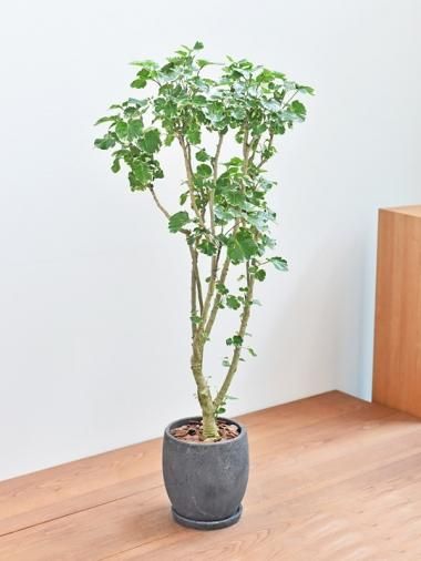 大人の上質  - ポリシャス tree 通販/interior ～おしゃれな観葉植物 tree その他観葉植物