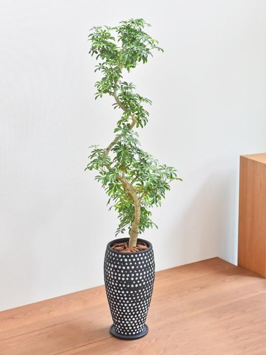 シェフレラ・コンパクタ 07202 販売・通販 ［詳細ページ］ *tree