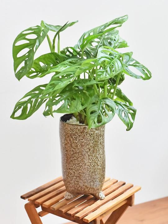 マドカズラ セラミス植え 071 販売 通販 詳細ページ Tree Tree マドカズラ セラミス植え 071 販売 通販 詳細ページ Tree Tree
