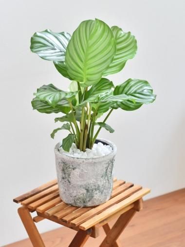 株立ち きれいな葉っぱ カラテア オービフォリア 5号鉢 | PLANTS SHOP OLIVE