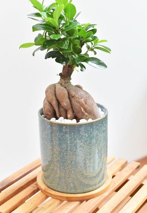 ガジュマル 072 販売 通販 詳細ページ Tree Tree ガジュマル 072 販売 通販 詳細ページ Tree Tree