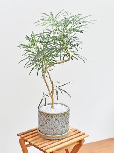 モチーフブルー - tree tree ～おしゃれな観葉植物 通販/interior