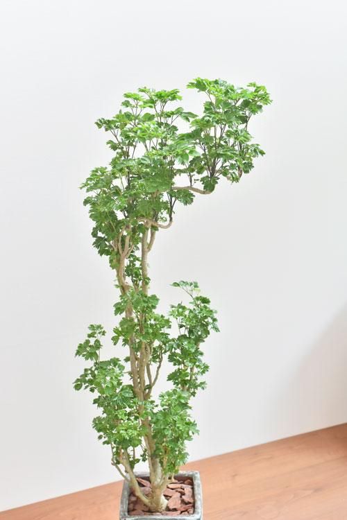 ポリシャス・バタフライ 07202 販売・通販［詳細ページ］ *tree tree*