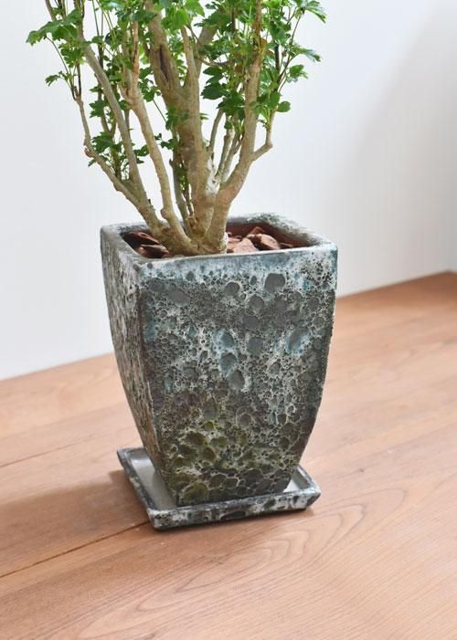 ポリシャス・バタフライ 07203 販売・通販［詳細ページ］ *tree