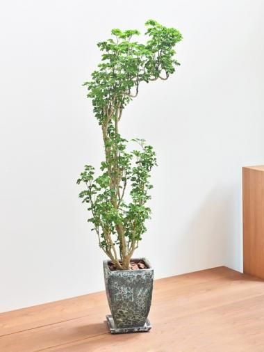 ポリシャス Tree Tree おしゃれな観葉植物 通販 Interior Plants Shop