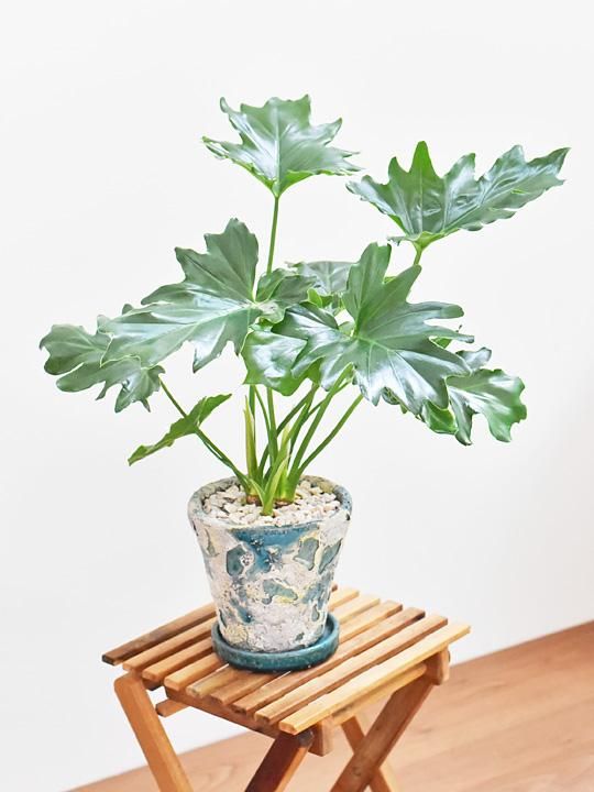 セローム 073 販売 通販 詳細ページ Tree Tree セローム 073 販売 通販 詳細ページ Tree Tree