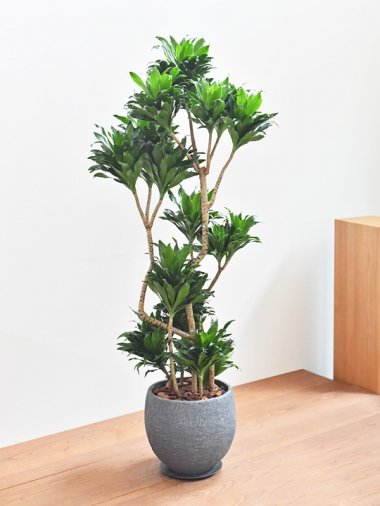 ドラセナ [一覧ページ] tree tree ～鉢植え観葉植物 通販/interior 