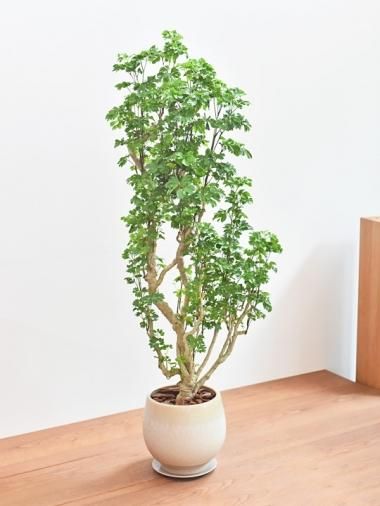 大きいサイズ Tree Tree おしゃれな観葉植物 通販 Interior Plants Shop