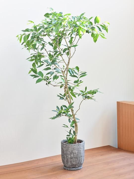 アマゾンオリーブ 001 販売 通販 Tree Tree