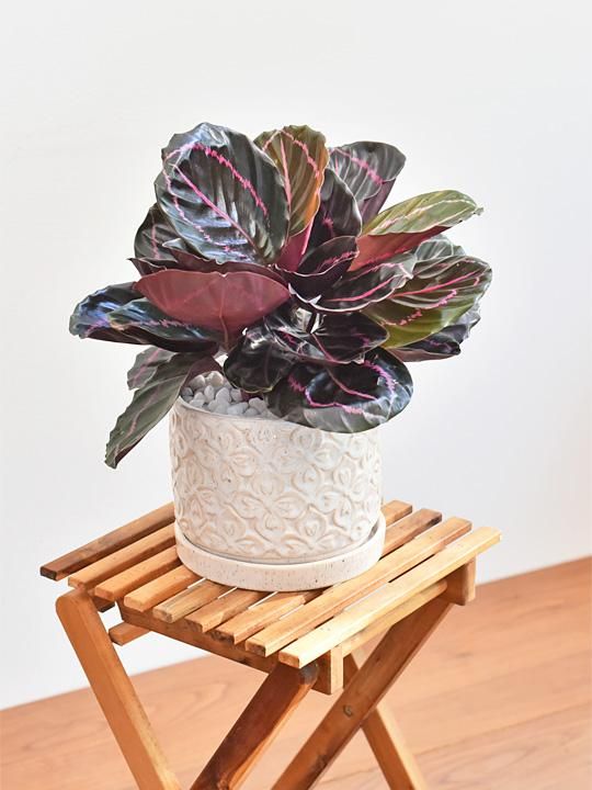 カラテア・ドッティ 08201 販売・通販 ［詳細ページ］ *tree tree*