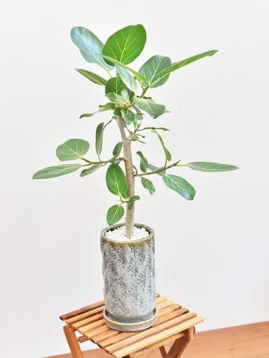 モチーフブルー - tree tree ～おしゃれな観葉植物 通販/interior