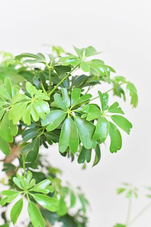 シェフレラ レナータ 001 販売 通販 詳細ページ Tree Tree シェフレラ レナータ 001 販売 通販 詳細ページ Tree Tree