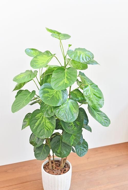 ポリシャス スマイル 001 販売 通販 詳細ページ Tree Tree ポリシャス スマイル 001 販売 通販 詳細ページ Tree Tree