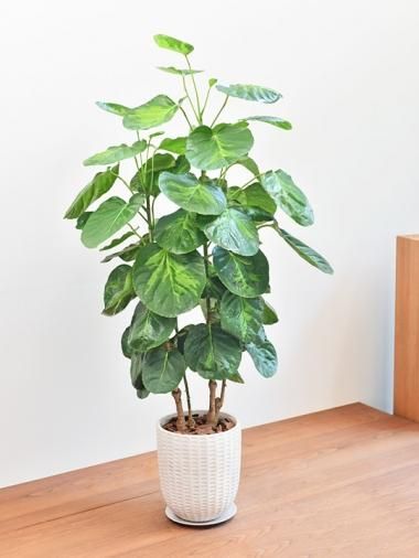 ポリシャス Tree Tree おしゃれな観葉植物 通販 Interior Plants Shop