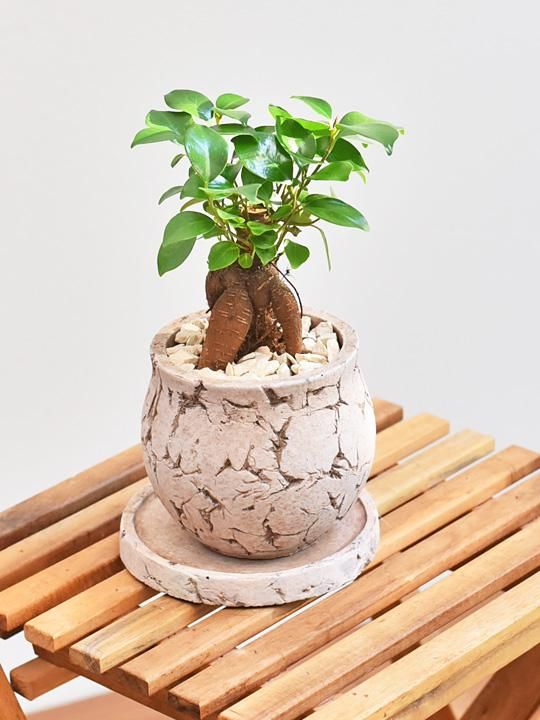 ガジュマル 002 販売 通販 詳細ページ Tree Tree ガジュマル 002 販売 通販 詳細ページ Tree Tree