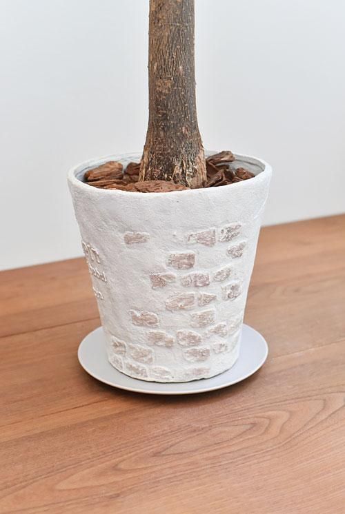 パキラ 08201 販売・通販 ［詳細ページ］ *tree tree*