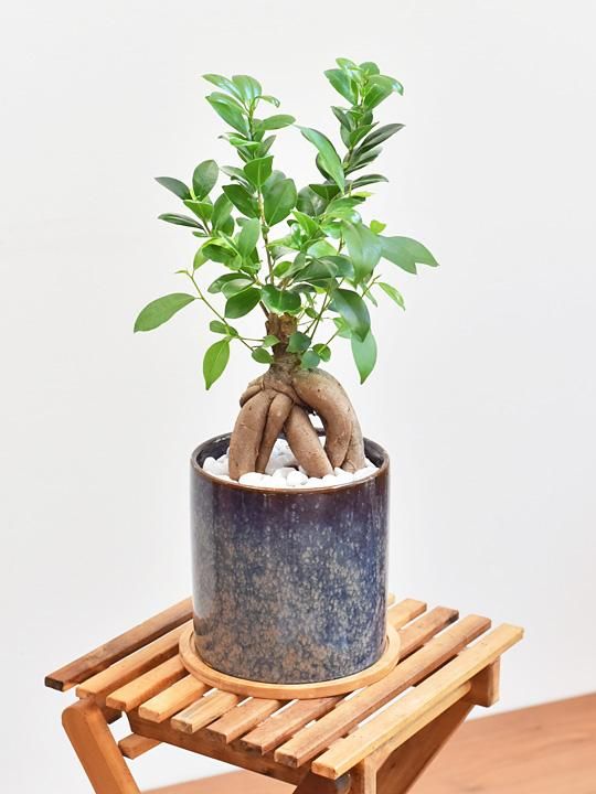 ガジュマル 003 販売 通販 詳細ページ Tree Tree ガジュマル 003 販売 通販 詳細ページ Tree Tree