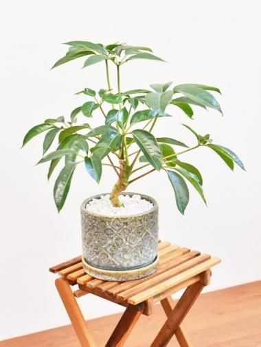 モチーフブルー - tree tree ～おしゃれな観葉植物 通販/interior