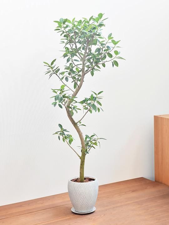 フランスゴムの木 005 販売 通販 詳細ページ Tree Tree フランスゴムの木 005 販売 通販 詳細ページ Tree Tree