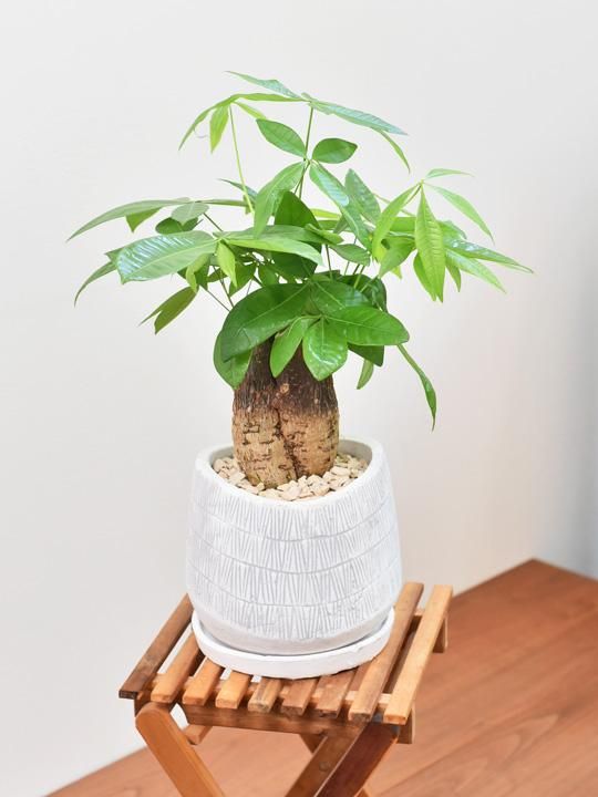 パキラ 002 販売 通販 詳細ページ Tree Tree