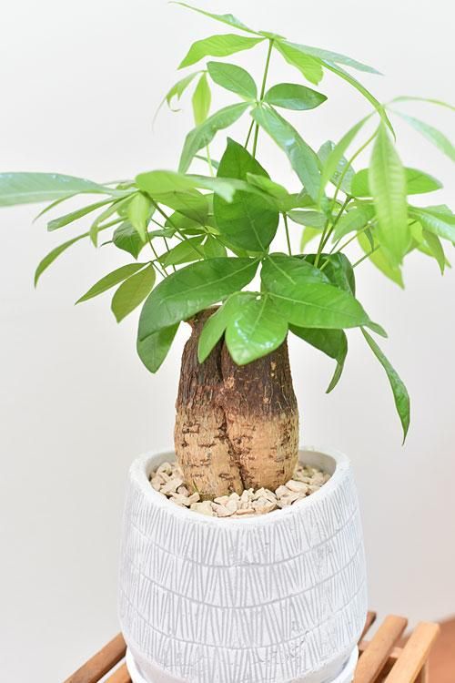 パキラ 08202 販売・通販 ［詳細ページ］ *tree tree*