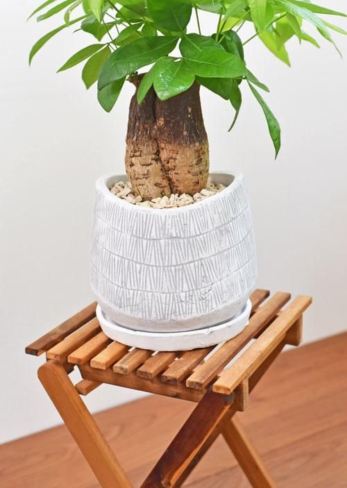 パキラ 08202 販売・通販 ［詳細ページ］ *tree tree*
