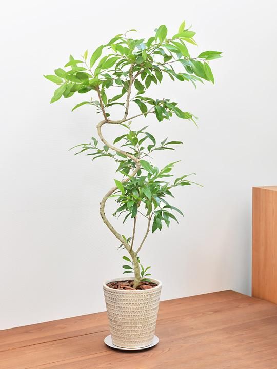 アマゾンオリーブ 091 販売 通販 Tree Tree