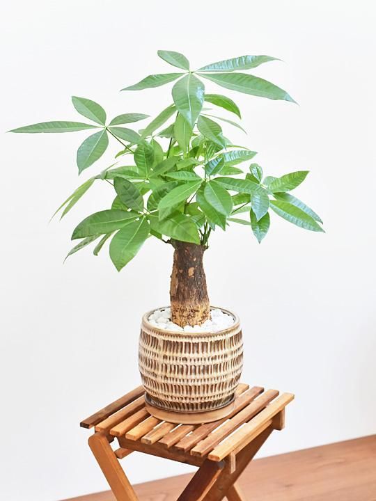 パキラ 091 販売 通販 詳細ページ Tree Tree パキラ 091 販売 通販 詳細ページ Tree Tree