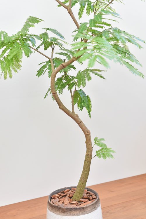 エバーフレッシュ 140cm curved tree form8号 - beaconparenting.ie