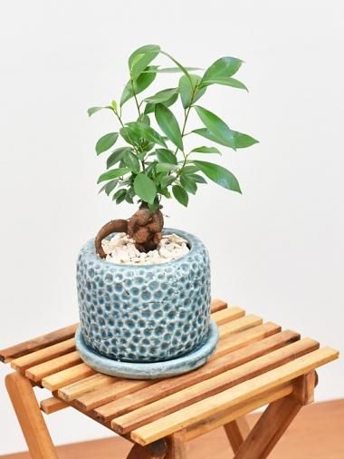 かわいいサイズ かわいい葉っぱの観葉植物 販売 通販 一覧ページ Tree Tree 鉢植え観葉植物 販売 通販 Interior Plants Shop