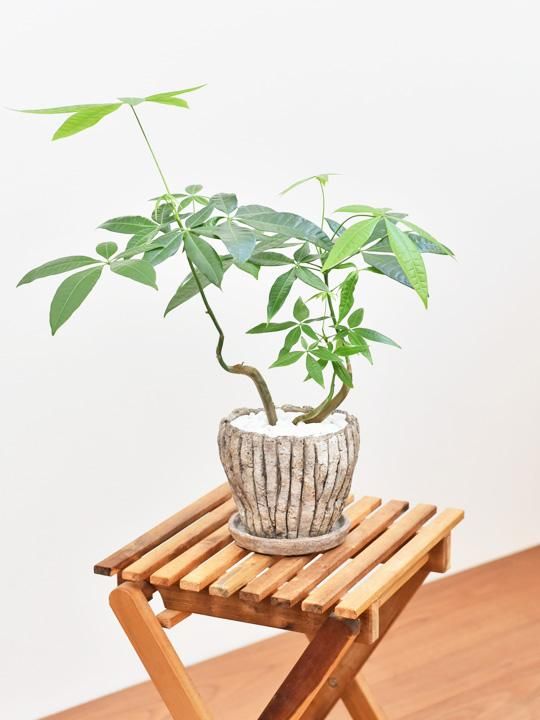 パキラ 062 販売 通販 詳細ページ Tree Tree パキラ 062 販売 通販 詳細ページ Tree Tree