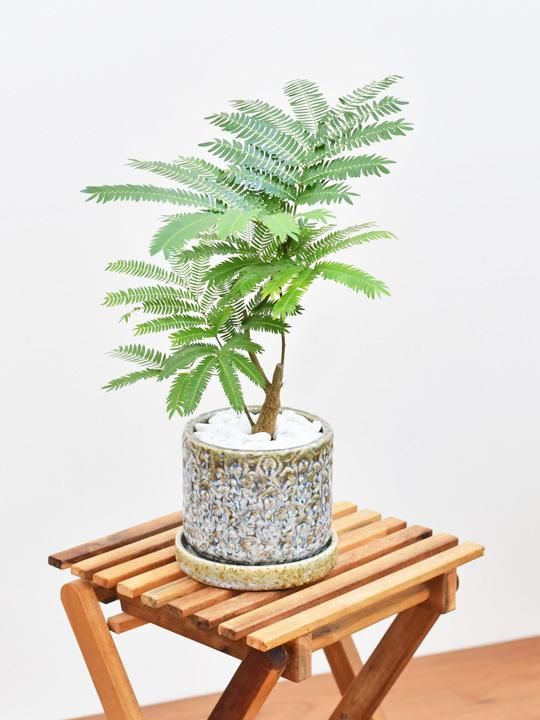 エバーフレッシュ 09203 販売・通販 ［詳細ページ］ *tree tree*
