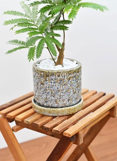 S-shaped Chinese elm? | Bonsai Nut