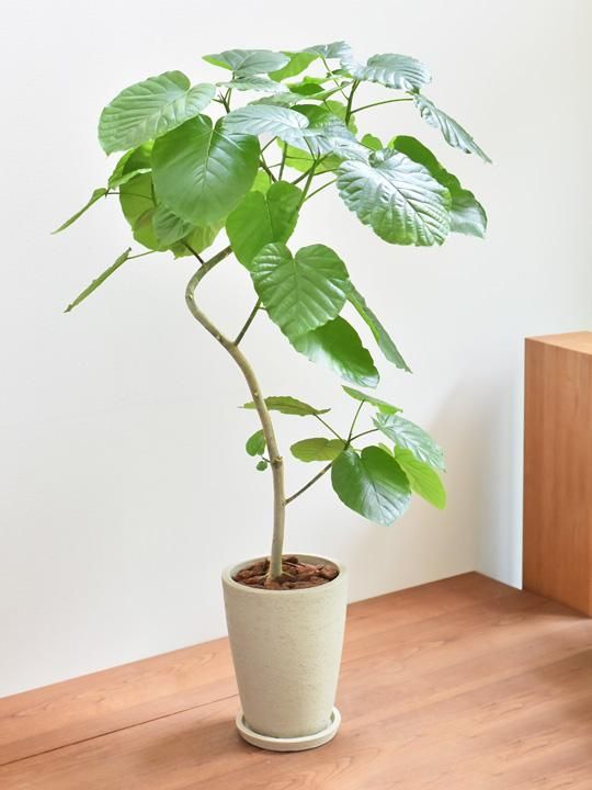 ウンベラータ 096 販売 通販 詳細ページ Tree Tree ウンベラータ 096 販売 通販 詳細ページ Tree Tree