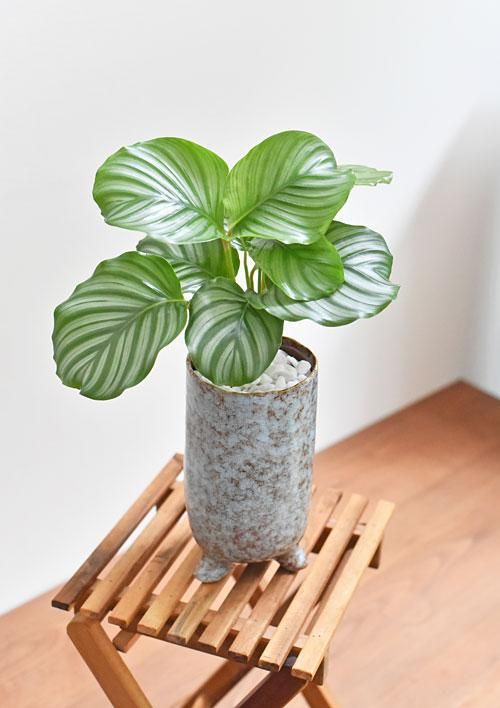 カラテア オルビフォリア 091 販売 通販 詳細ページ Tree Tree カラテア オルビフォリア 091 販売 通販 詳細ページ Tree Tree