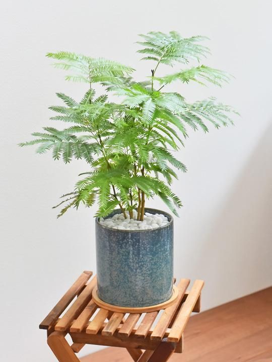 エバーフレッシュ 095 販売 通販 詳細ページ Tree Tree エバーフレッシュ 095 販売 通販 詳細ページ Tree Tree