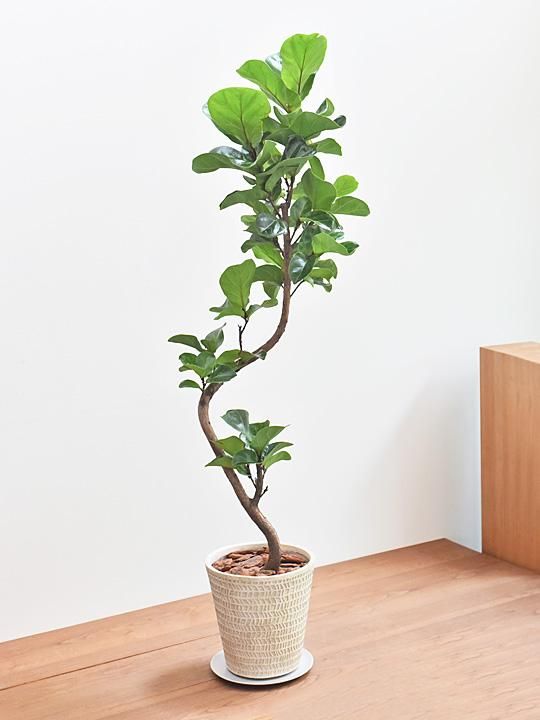 カシワバゴムの木 バンビーノ 091 販売 通販 詳細ページ Tree Tree カシワバゴムの木 バンビーノ 091 販売 通販 詳細ページ Tree Tree