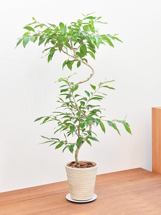 アマゾンオリーブ 092 販売 通販 Tree Tree アマゾンオリーブ 092 販売 通販 Tree Tree