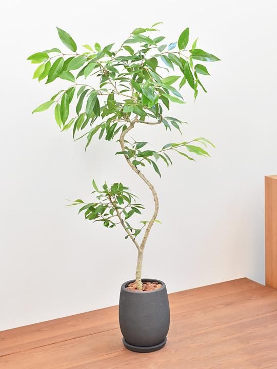 アマゾンオリーブ 094 販売 通販 Tree Tree