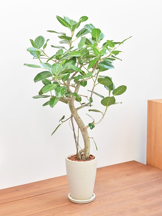 フィカスベンガレンシス 10号 S-shaped tree form 植物/観葉植物 インテリア小物 インテリア・住まい・小物 憧れの