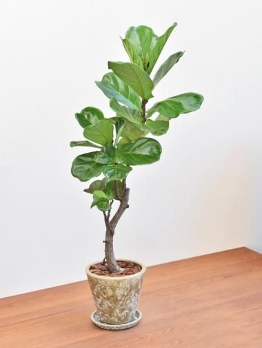 大きいサイズ Tree Tree おしゃれな観葉植物 通販 Interior Plants Shop 大きいサイズ Tree Tree おしゃれな観葉植物 通販 Interior Plants Shop